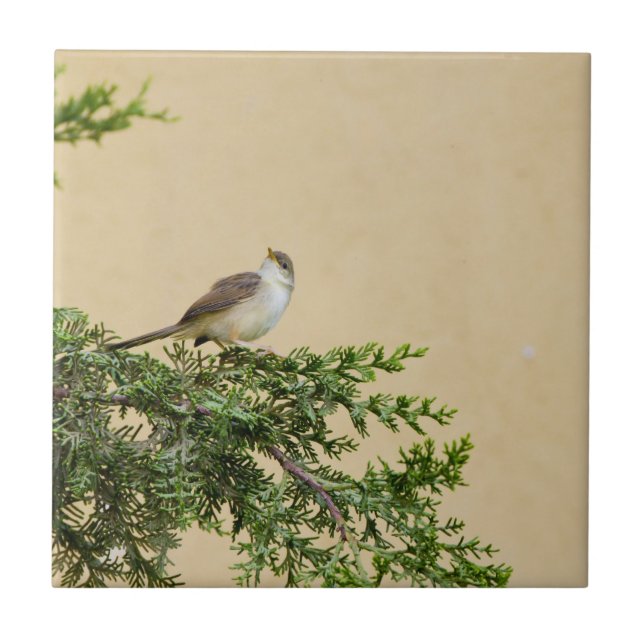 Sparrow Fliese (Vorderseite)