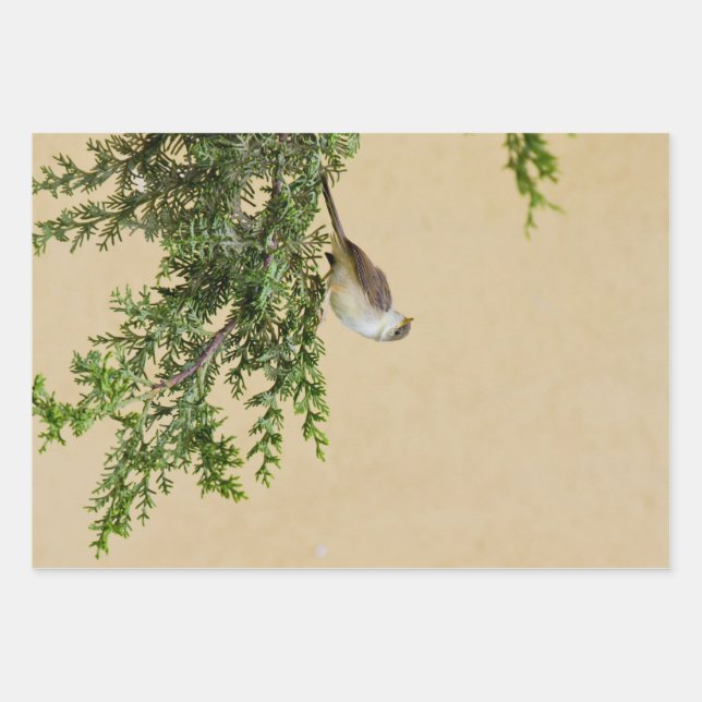 Sparrow Geschenkpapier Set (Vorderseite)