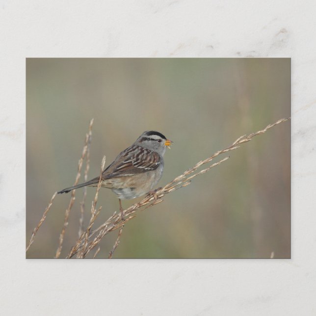 Sparrow im Gras 2 Postkarte (Vorderseite)