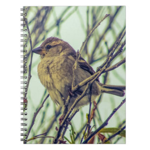 Sparrow im Tree-Foto Notizblock