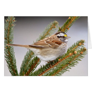 Sparrow im Winter