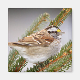 Sparrow im Winter Magnet