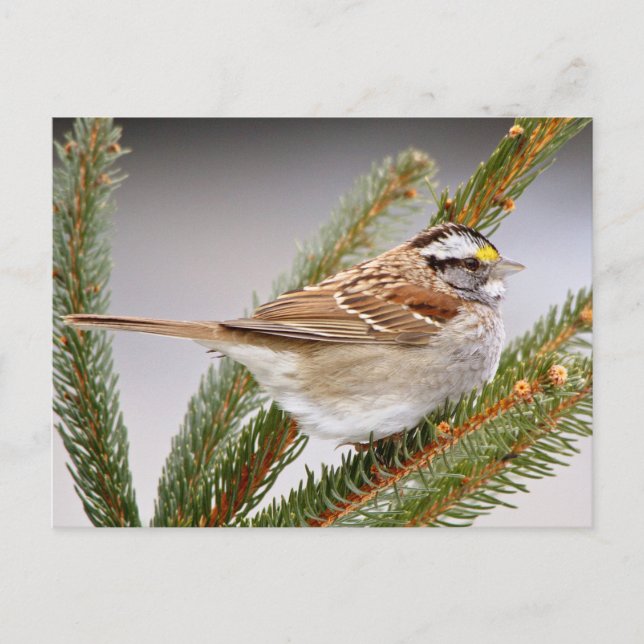 Sparrow im Winter Postkarte (Vorderseite)