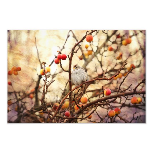 Sparrow in einem Krebspackenbaum Fotodruck (Vorne)