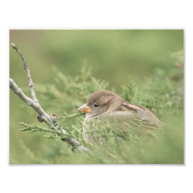 Sparrow in Zedernfotografie Fotodruck (Vorne)