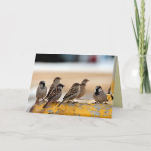 Sparrow Karte