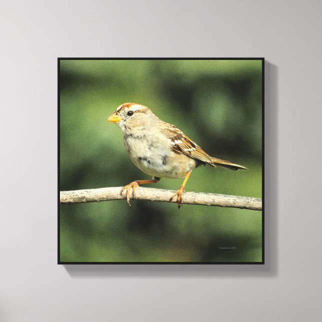 Sparrow Leinwanddruck (Vorderseite)