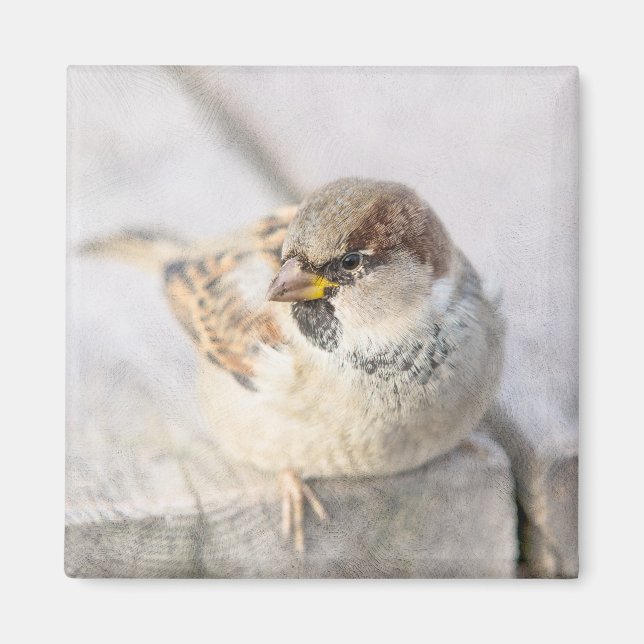 Sparrow - Nach dem transatlantischen Magnet (Vorne)