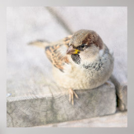 Sparrow - Nach dem transatlantischen Poster