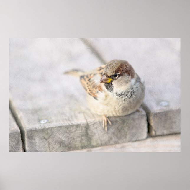Sparrow - Nach dem transatlantischen Poster (Vorne)
