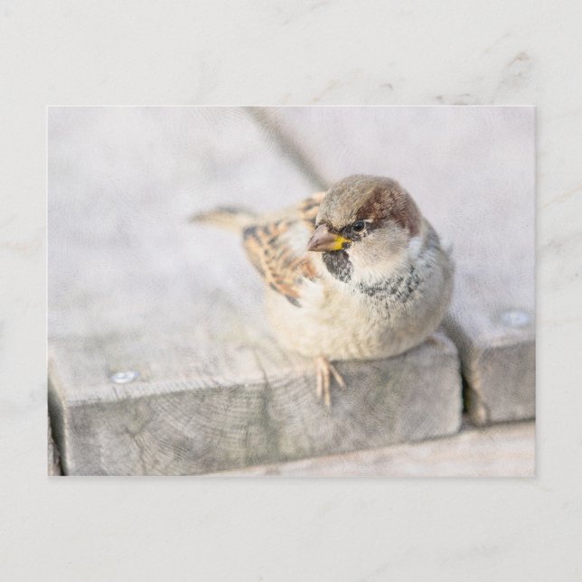 Sparrow - Nach dem transatlantischen Postkarte (Vorderseite)