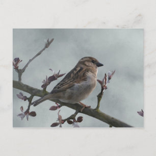 Sparrow on Branch Postkarte