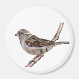 Sparrow (Passer Domesticus) Magnet