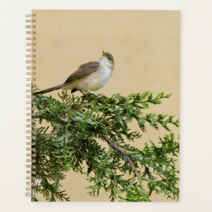 Sparrow Planer