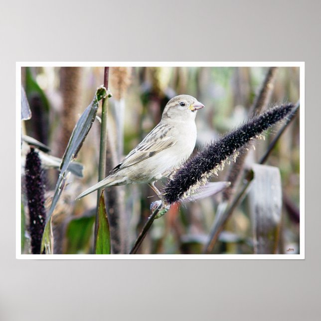 Sparrow Poster (Vorne)