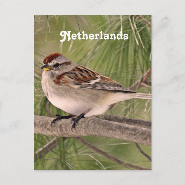 Sparrow Postkarte (Vorderseite)