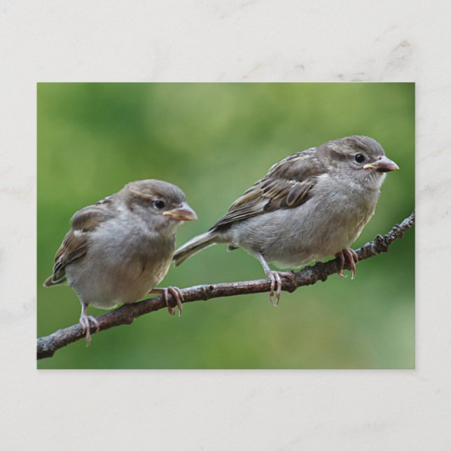 Sparrow Postkarte (Vorderseite)