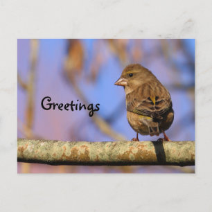 Sparrow Postkarte