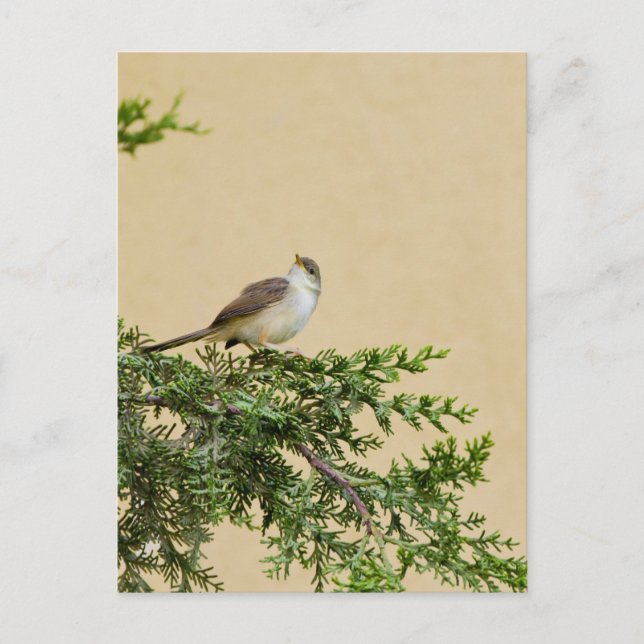 Sparrow Postkarte (Vorderseite)