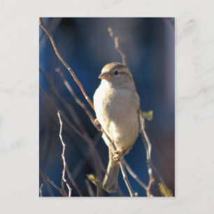 Sparrow Postkarte