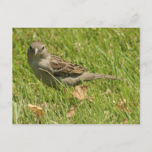 Sparrow Postkarte