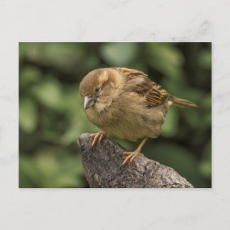 Sparrow Postkarte