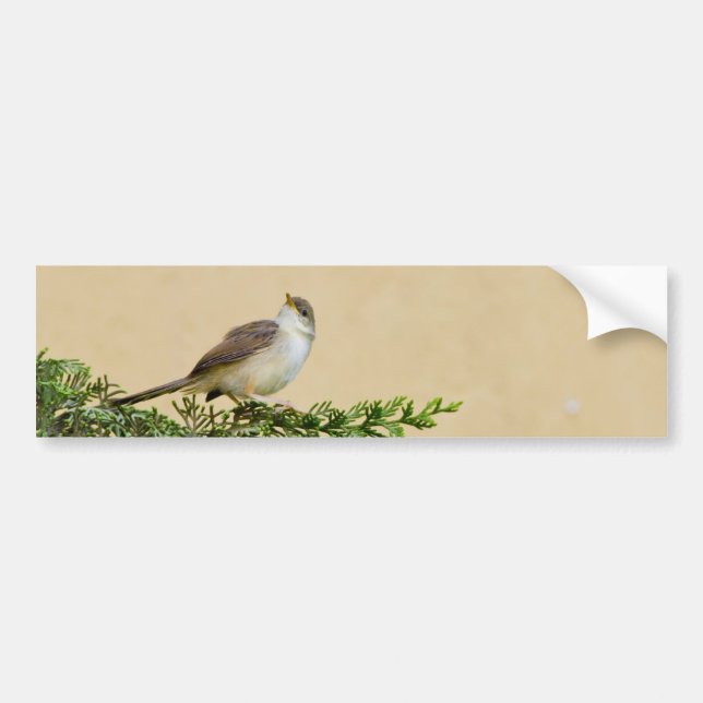 Sparrow-Postkarte Autoaufkleber (Vorne)