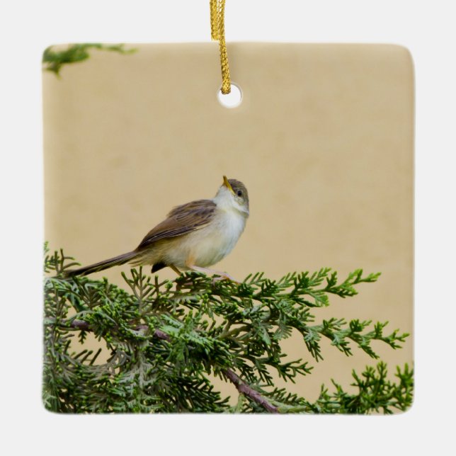 Sparrow-Postkarte Keramikornament (Vorderseite)