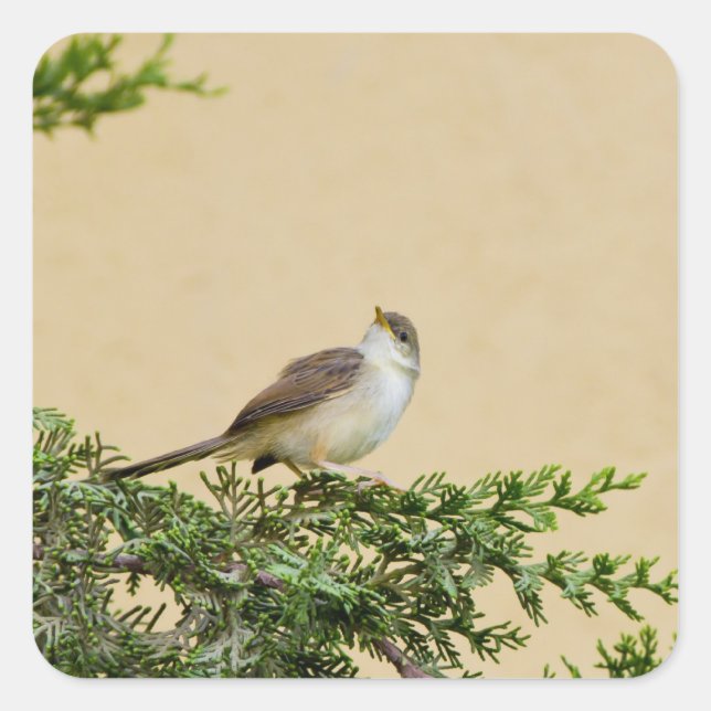 Sparrow Quadratischer Aufkleber (Vorderseite)