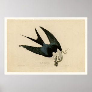 Sparrow-Schwanzhawk Poster