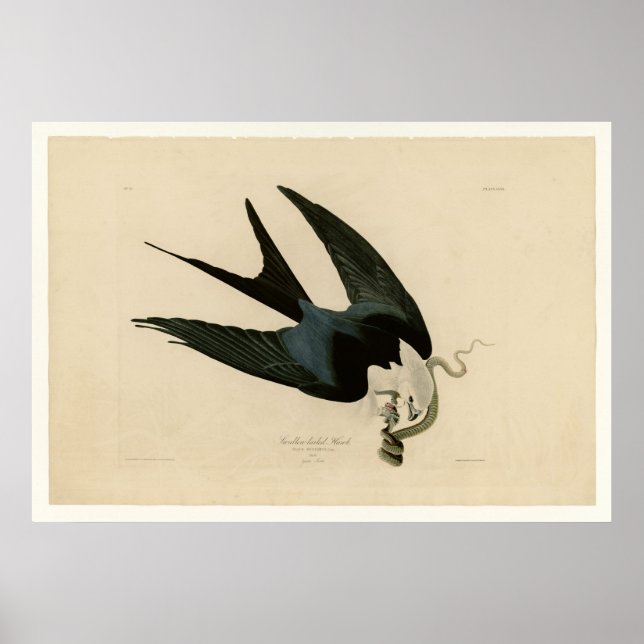 Sparrow-Schwanzhawk Poster (Vorne)