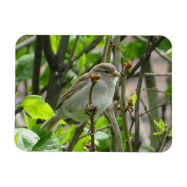 Sparrow Spring Lilacs Magnet