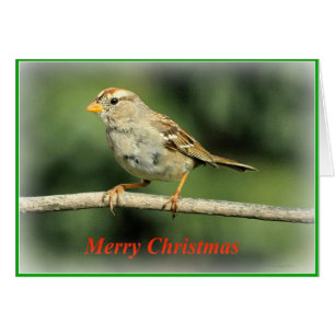 Sparrow Weihnachtskarte