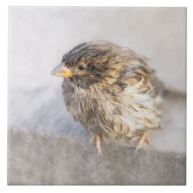 Sparrow - Wettervorhersage Epic Versag Fliese (Vorderseite)