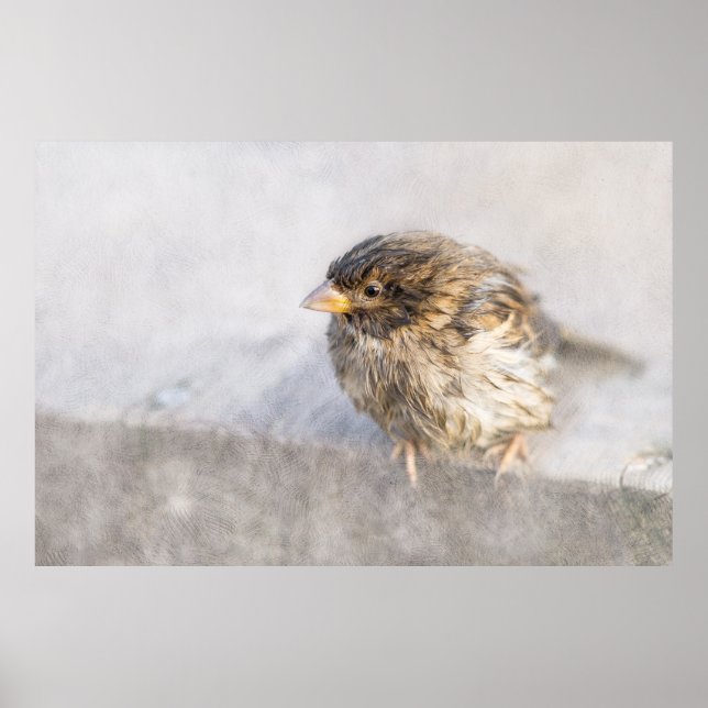 Sparrow - Wettervorhersage Epic Versag Poster (Vorne)