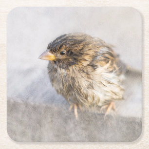 Sparrow - Wettervorhersage Epic Versag Rechteckiger Pappuntersetzer