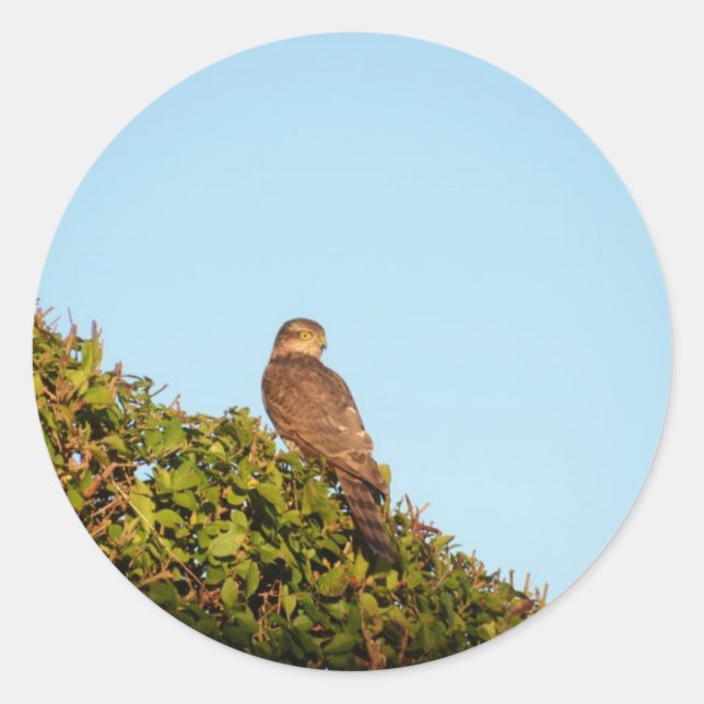 Sparrowhawa Runder Aufkleber (Vorderseite)