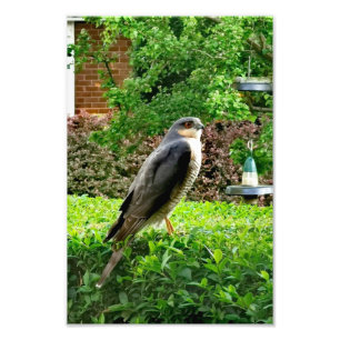 Sparrowhawawak in meinem Garten Fotodruck
