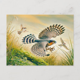 Sparrowhawawake Jagd auf der Wiese Feiertagspostkarte