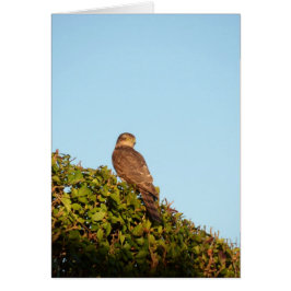 Sparrowhawk