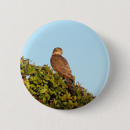 Sparrowhawk Button