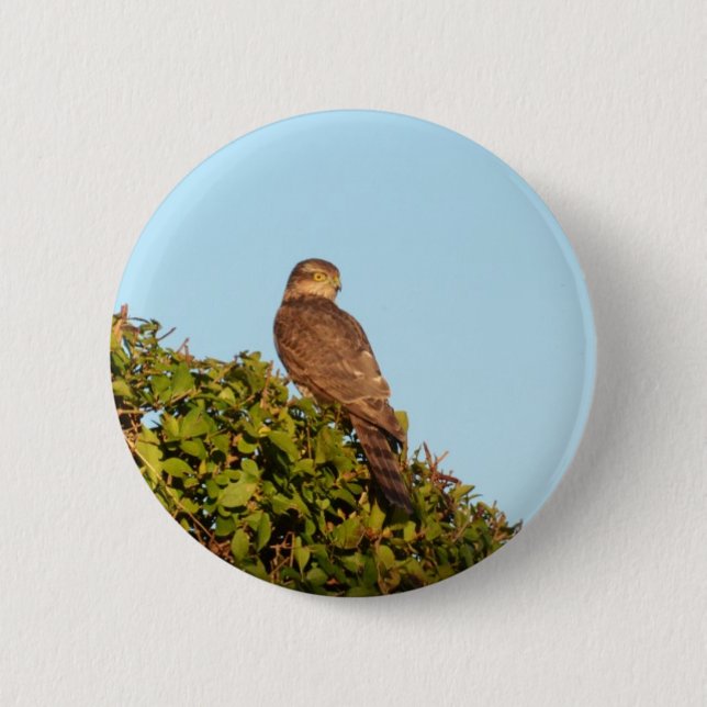 Sparrowhawk Button (Vorderseite)