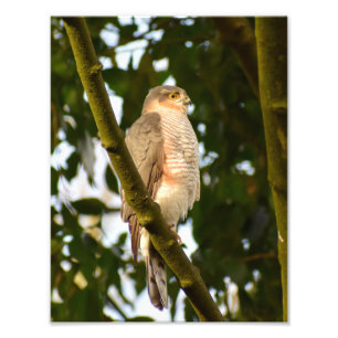 Sparrowhawk Fotodruck