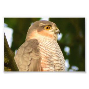 Sparrowhawk Fotodruck