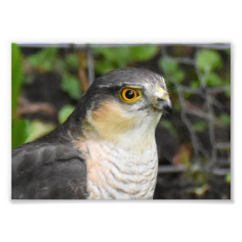 Sparrowhawk Fotodruck