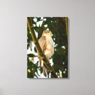 Sparrowhawk Leinwanddruck