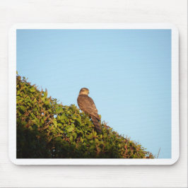 Sparrowhawk Mousepad