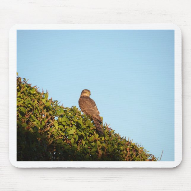 Sparrowhawk Mousepad (Vorne)