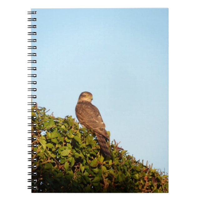 Sparrowhawk Notizblock (Vorderseite)