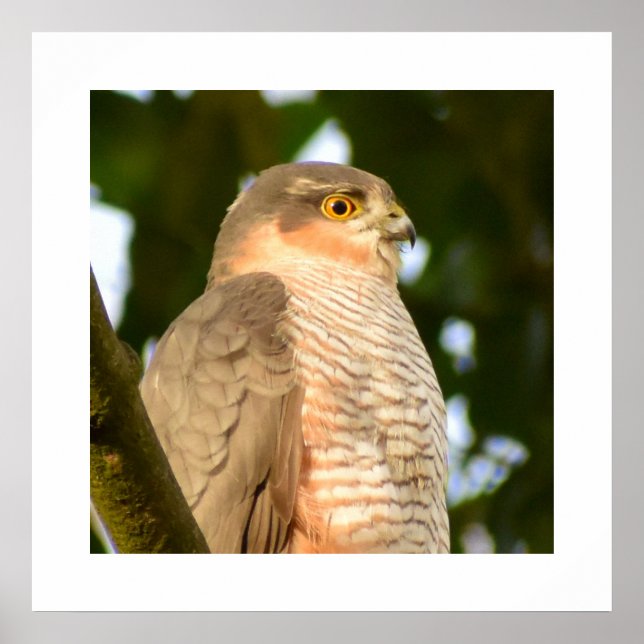 Sparrowhawk Poster (Vorne)